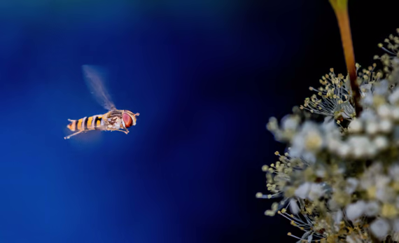 image of a bee flying towards a flower